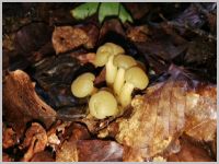 Grüngelbes Gallertkäppchen3